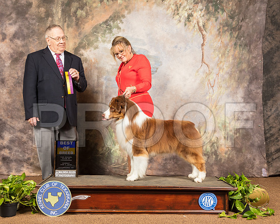 Australian Shepherd #7 Sun BOB Judge Dr Donald Gill_SSR_0857-TXRKNA2019-HR3