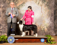 Border Collie #6 Sun WB NCh Judge Col Joe Purkhiser