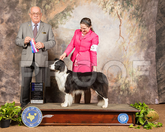 Border Collie #6 Sun WB NCh Judge Col Joe Purkhiser_SSR_0834-TXRKNA2019-HR3