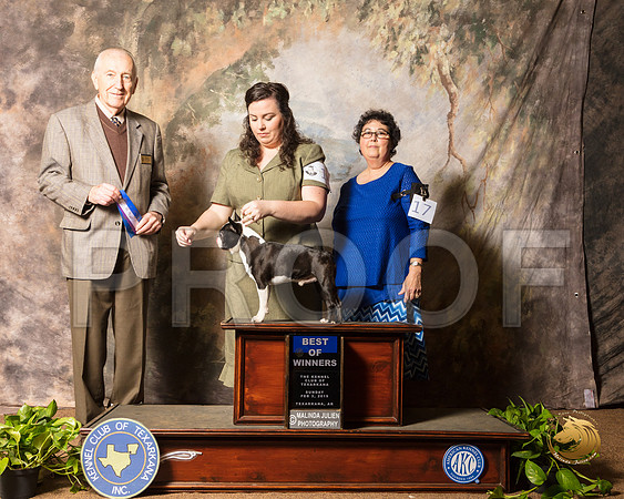 Boston Terrier #19 Sun BOW Judge Roger Hartinger_SSR_0866-TXRKNA2019-HR3