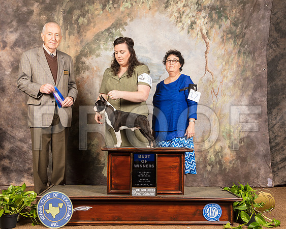 Boston Terrier #19 Sun BOW Judge Roger Hartinger_SSR_0867-TXRKNA2019-HR3