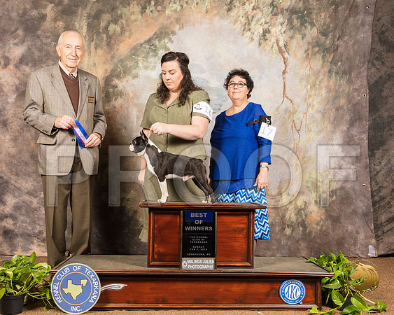 Boston Terrier #19 Sun BOW Judge Roger Hartinger_SSR_0869-TXRKNA2019-HR3