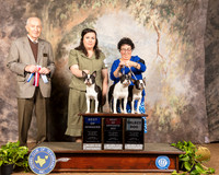 Boston Terrier 19 21 17 Sun Judge Roger Hartinger