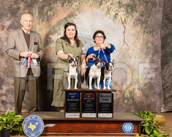 Boston Terrier 19 21 17 Sun Judge Roger Hartinger_SSR_0874-TXRKNA2019-HR3