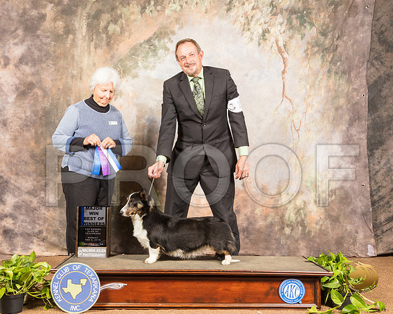 Cardigan Welsh Corgi #18 Sun BOW Maj Judge Gloria Kerr_SSR_0899-TXRKNA2019-HR3