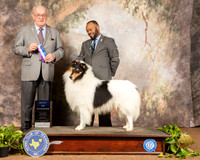 Collie Rough #7 Sun WD BOW Judge Col Joe Purkhiser