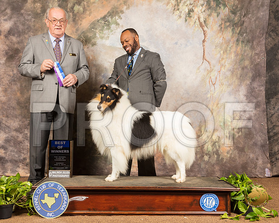 Collie Rough #7 Sun WD BOW Judge Col Joe Purkhiser_SSR_0938-TXRKNA2019-HR3