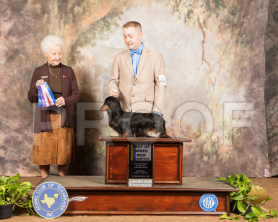 Dachshund #18 Sun NC BOB Judge Paula Hartinger_SSR_0947-TXRKNA2019-HR3