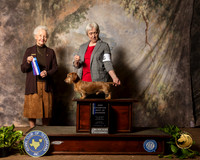 Dachshund #7 Sun WD BOW NCh Judge Paula Hartinger