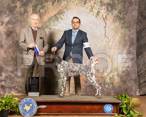 German Shepherd Dog #22 Sun WB BOW NCh Judge Roger Hartinger_SSR_0891-TXRKNA2019-HR3