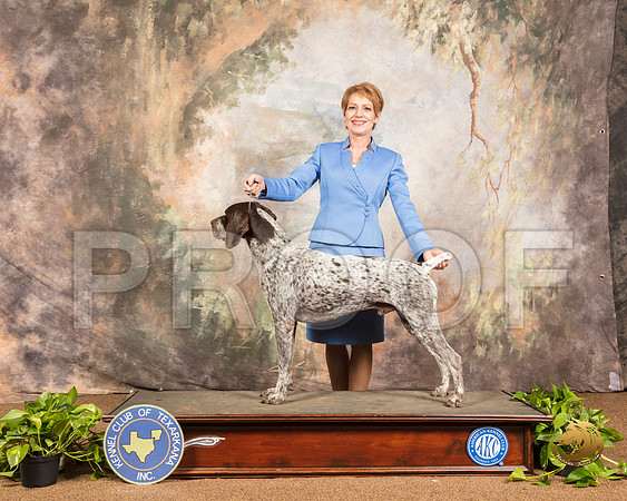 German Shorthaired Pointer #11 RESHOOT _SSR_0823-TXRKNA2019-HR3