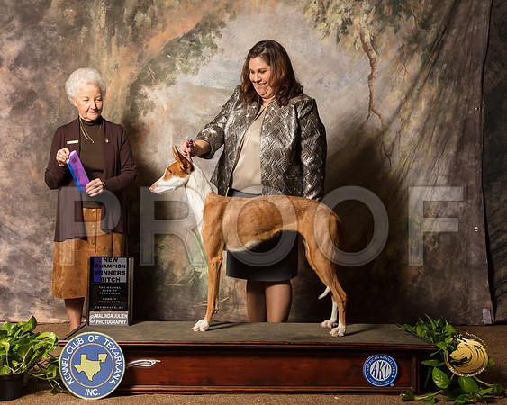 Ibizian Hound #12 Sun NCh Judge Paula Hartinger_SSR_0955-TXRKNA2019-HR3