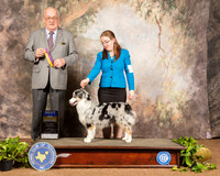 Miniature American Shepherd #6 Sun BOB Judge Col Joe Purkhiser