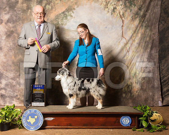 Miniature American Shepherd #6 Sun BOB Judge Col Joe Purkhiser_SSR_0846-TXRKNA2019-HR3