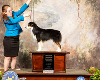 Miniature American Shepherd Sun Kelsy Corn