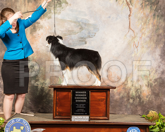 Miniature American Shepherd Sun Kelsy Corn_SSR_0855-TXRKNA2019-HR3