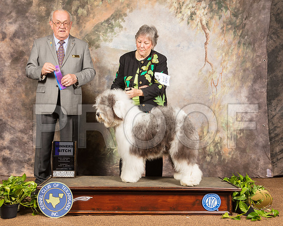 Old English Sheepdog #18 Sun WB Judge Col Joe Purkhiser_SSR_0837-TXRKNA2019-HR3
