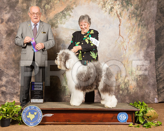 Old English Sheepdog #18 Sun WB Judge Col Joe Purkhiser_SSR_0840-TXRKNA2019-HR3
