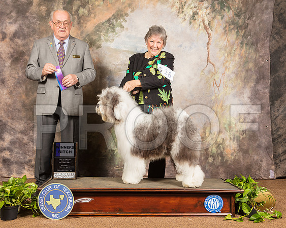 Old English Sheepdog #18 Sun WB Judge Col Joe Purkhiser_SSR_0841-TXRKNA2019-HR3