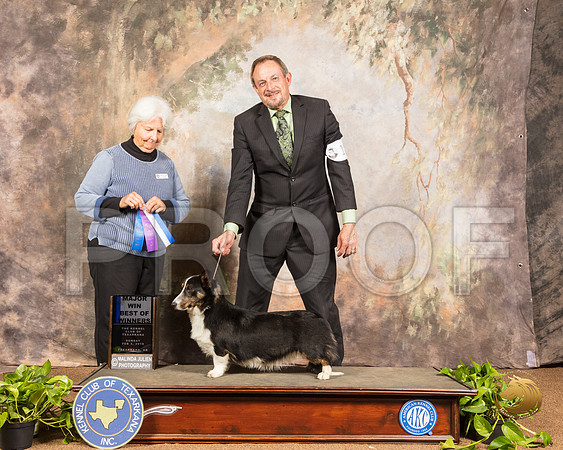 Pembroke Welsh Corgi #18 Sun BOW Maj Judge Gloria Kerr_SSR_0899-TXRKNA2019-HR3