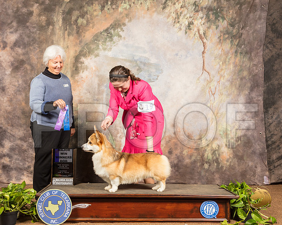 Pembroke Welsh Corgi #19 Sun WD Maj Judge Gloria Kerr_SSR_0908-TXRKNA2019-HR3