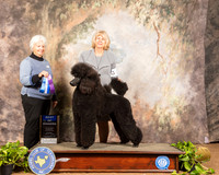 Poodle Standard #16 Sun BOW Judge Gloria Kerr