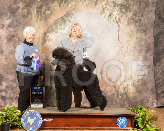 Poodle Standard #16 Sun BOW Judge Gloria Kerr_SSR_0903-TXRKNA2019-HR3