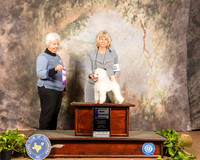 Poodle Toy #? Sun WB Maj Judge Gloria Kerr