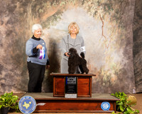 Poodle Toy #11 Sun BOW Maj Judge Gloria Kerr