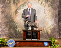 Schnauzer Miniature #8 Sun WB OHBOB