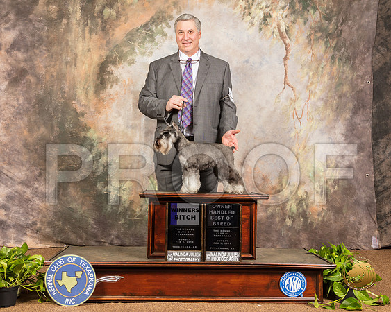 Schnauzer Miniature #8 Sun WB OHBOB _SSR_0969-TXRKNA2019-HR3