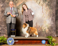 Shetland Sheepdog #15 Sun BOB Judge Col Joe Purkhiser
