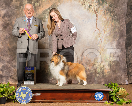 Shetland Sheepdog #15 Sun BOB Judge Col Joe Purkhiser_SSR_0935-TXRKNA2019-HR3