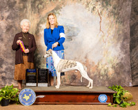 Whippet #27 Sun BOB Judge Paula Hartinger
