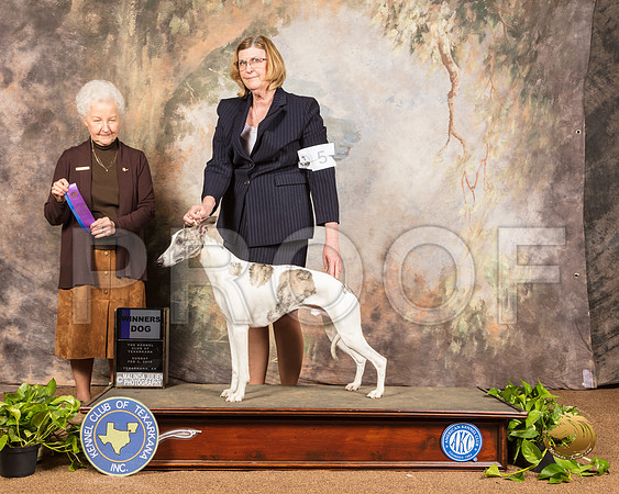 Whippet #5 Sun WD Judge Paula Hartinger_SSR_0829-TXRKNA2019-HR3
