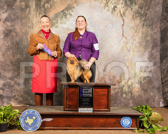 Pomeranian #14 Sun WB Judge Carolyn Herbel_SSR_0976-TXRKNA2019-HR3