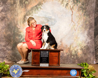 Miniature American Shepherd #10 Sun NGCh Maggie