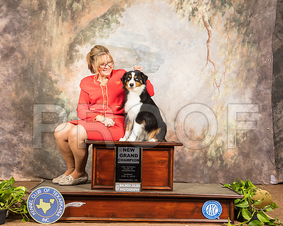 Miniature American Shepherd #10 Sun NGCh Maggie_SSR_1029-TXRKNA2019-HR3