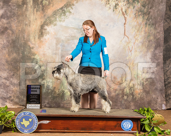 Schnauzer Stanard Sun #7 Sun WD_SSR_1018-TXRKNA2019-HR3