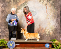 Pembroke Welsh Corgi #18 Sun BOB Maj Judge Gloria Kerr