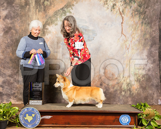 Pembroke Welsh Corgi #18 Sun BOB Maj Judge Gloria Kerr_SSR_1034-TXRKNA2019-HR3