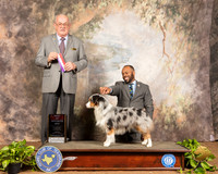 Miniature American Shepherd #? Sun BOS WD Judge Col Joe Purkhiser