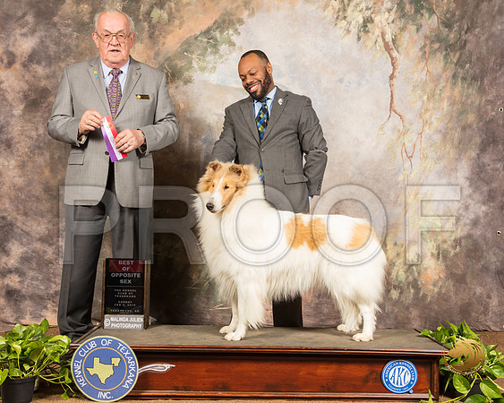 Collie Rough #? Sun BOS Judge Col Joe Purkhiser_SSR_1039-TXRKNA2019-HR3