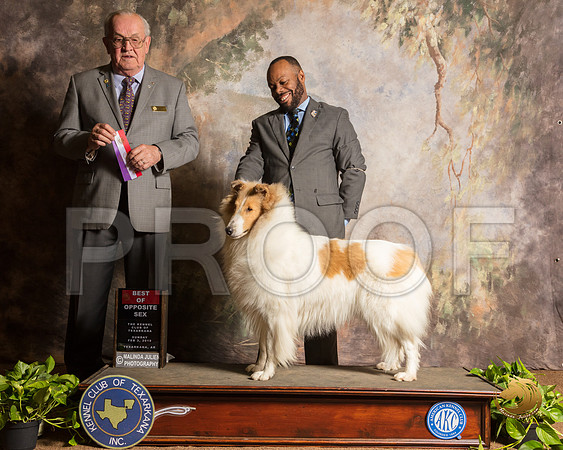 Collie Rough #? Sun BOS Judge Col Joe Purkhiser_SSR_1040-TXRKNA2019-HR3