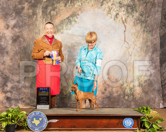 Miniature Pinscher #12 Sun BOS Judge Carolyn Herbel_SSR_1047-TXRKNA2019-HR3