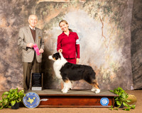 Australian Shepherd #14 Sun OHG1 Judge Roger Hartinger