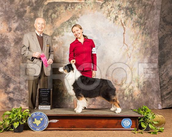 Australian Shepherd #14 Sun OHG1 Judge Roger Hartinger_SSR_1168-TXRKNA2019-HR3