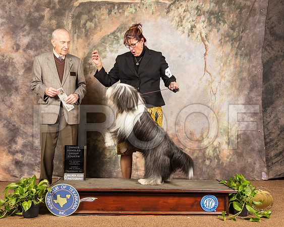Bearded Collie #6 Sun OHG4 Judge Roger Hartinger_SSR_1174-TXRKNA2019-HR3