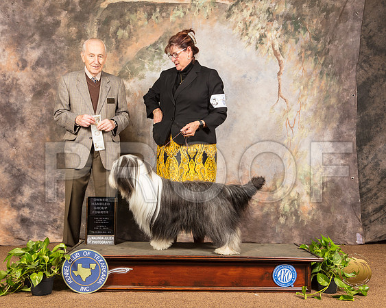 Bearded Collie #6 Sun OHG4 Judge Roger Hartinger_SSR_1175-TXRKNA2019-HR3