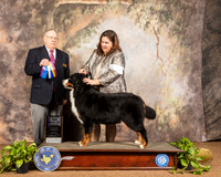 Bernese Mountain Dog #12 Sun BOB Maj Judge Dr Donald Gill